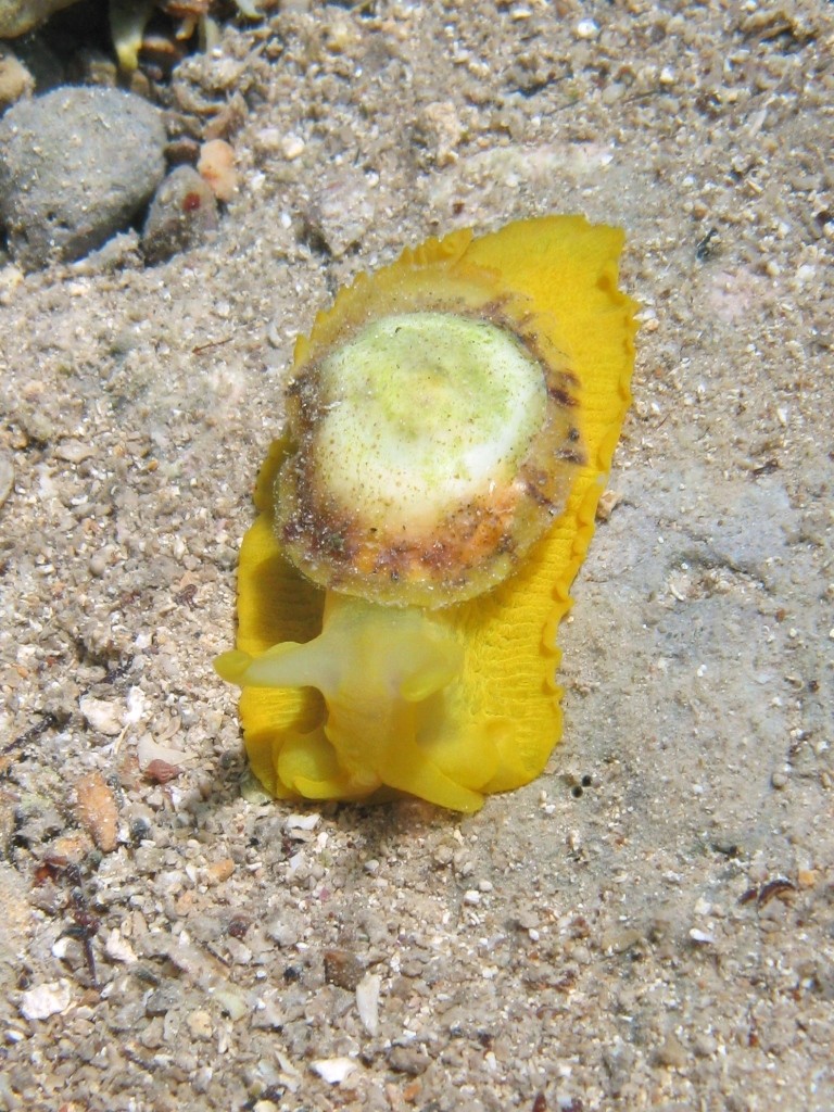 Tylodina perversa (gigante?)